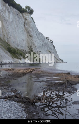 Bush mort sur la plage Banque D'Images