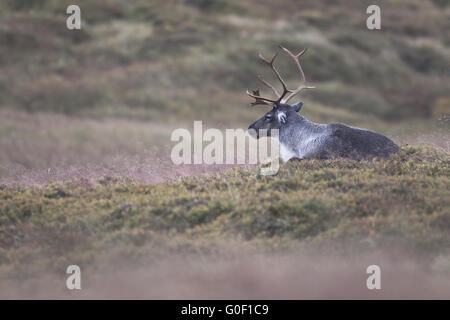 Le caribou a été introduit en 1952 le Cairngorms Banque D'Images