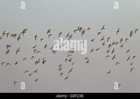 Pluvier doré européen est un oiseau migrateur Banque D'Images