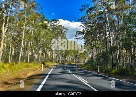 Route avec arbres le long de deux côtés en Tasmanie, en Australie Banque D'Images