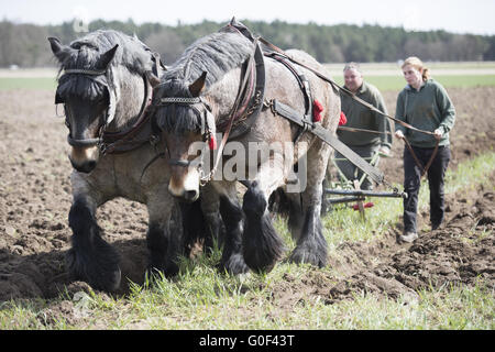 Le labour avec chevaux lourds Banque D'Images