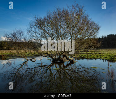 Reflet de l'arbre dans l'eau de pluie Banque D'Images