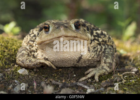 Crapaud commun Banque D'Images