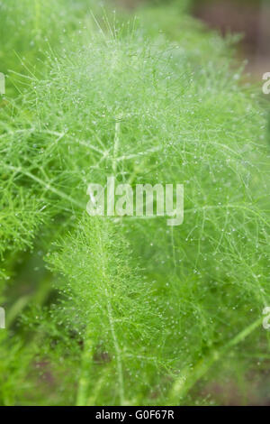 Belles feuilles vert plumeux de fenouil. abstract background Banque D'Images