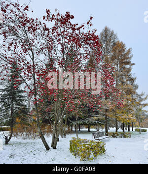 Première neige dans un parc de la ville. Banque D'Images