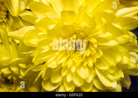 Belle fleur chrysanthèmes jaunes. Banque D'Images
