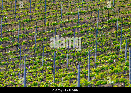 Vignoble en campagne italienne Banque D'Images