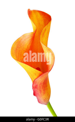 Fleur de lis calla Orange Banque D'Images