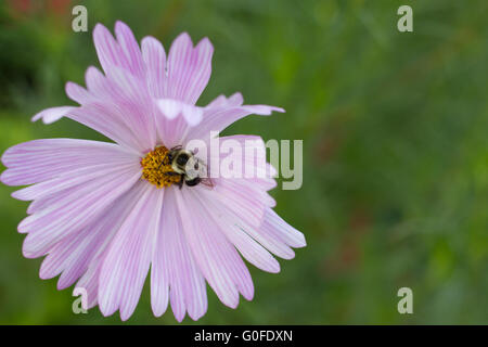 Abeille sur une fleur, close-up. Banque D'Images