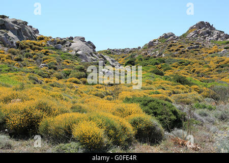 Lavé les rochers de granit et de végétation côtière typique dans la région de Capo Testa sur la Sardaigne Banque D'Images