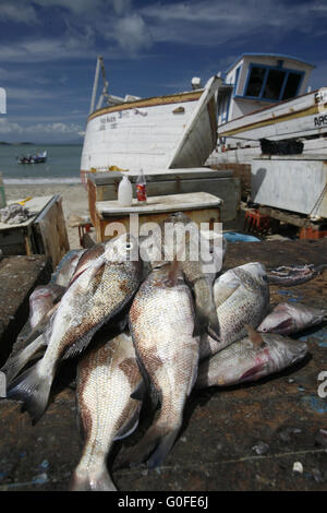 Amérique du Sud VENEZUELA ISLA MARGATITA JUANGRIEGO FISH MARKET Banque D'Images