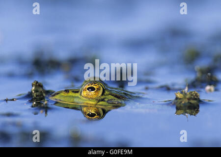 Grenouille comestible sont entre 5 à 11cm de long Banque D'Images