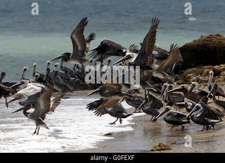 Amérique du Sud VENEZUELA ISLA MARGATITA PELICAN Banque D'Images