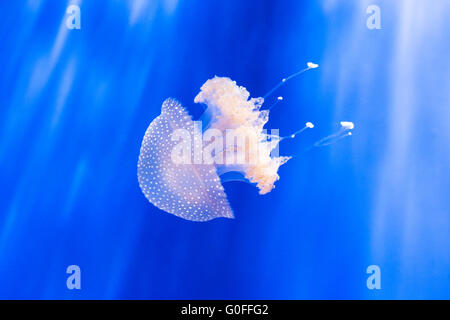 Australian spotted méduses, phyllorhiza punctata, nager avec les rayons du soleil d'en haut. Cette méduse se nourrit principalement de zooplan Banque D'Images