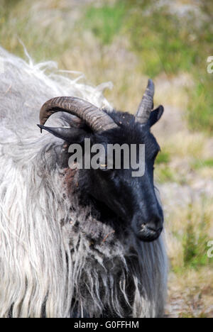 Les moutons de Lueneburg Heath Banque D'Images