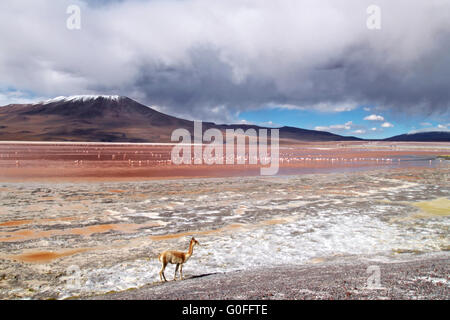 Laguna Colorada en Bolivie Banque D'Images