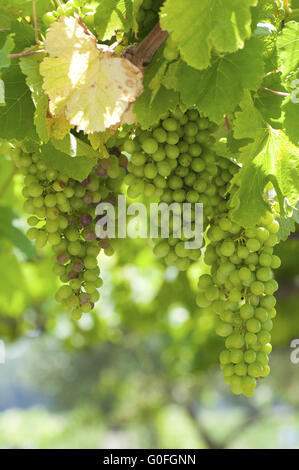 Grappes de raisins sur la vigne. Banque D'Images