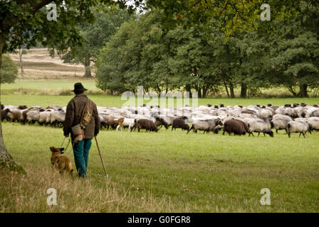 Les moutons de Lueneburg Heath Banque D'Images