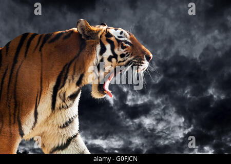 Wild Tiger roaring durant la chasse. Fond de ciel noir de nuages. Banque D'Images