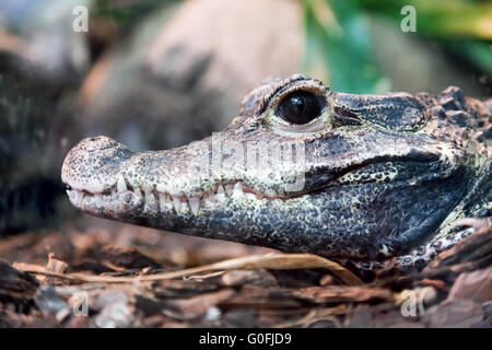 Portrait de profil de crocodile. Vue de côté de sa mâchoire Banque D'Images