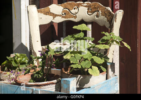 Caisse en bois bleu sur chaise avec fleurs en pot Banque D'Images