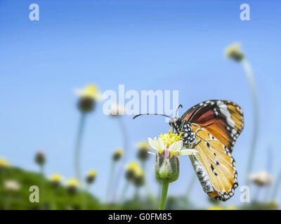 Assis sur un papillon fleur sauvage recueillir necteur en journée ensoleillée matin. Banque D'Images