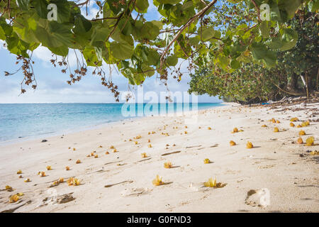 Des fleurs sur la plage de Rarotonga Banque D'Images