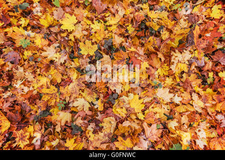 L'automne, les feuilles jaunes et orange sur le sol Banque D'Images