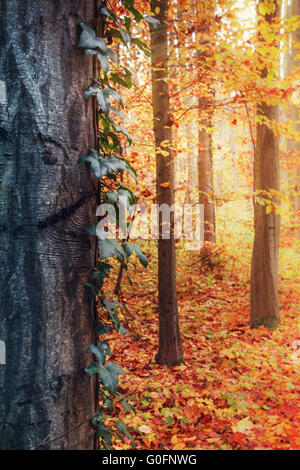 Forêt d’automne Banque D'Images