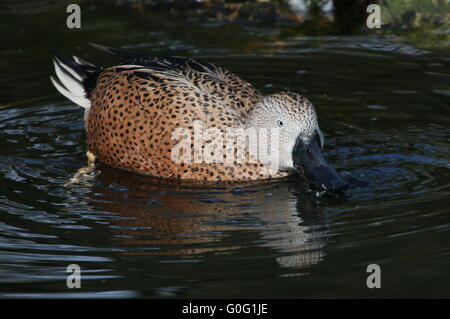 Canard souchet mâle rouge Argetine (Anas platalea) canards barboteurs et de la natation dans un lac Banque D'Images