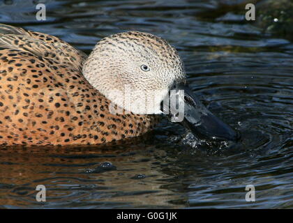 Hommes sud américain, Canard souchet (Anas platalea) canards barboteurs et de la natation dans un lac Banque D'Images