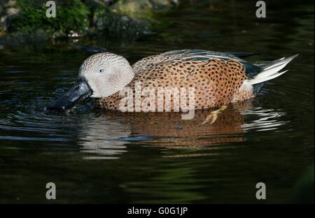 Hommes sud américain, Canard souchet (Anas platalea) canards barboteurs et de la natation dans un lac Banque D'Images