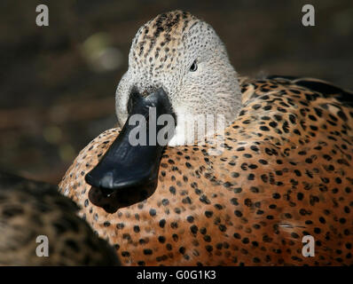 Hommes Sud Américain (canards de Canards souchets Anas platalea) closeup portrait, face à huis clos Banque D'Images