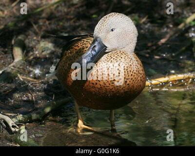 Hommes Sud Américain (canards de Canards souchets Anas platalea) sur la rive Banque D'Images