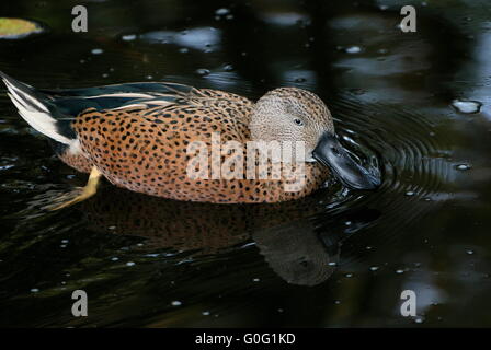 Hommes Sud Américain (canards de Canards souchets Anas platalea) Nager dans un lac Banque D'Images