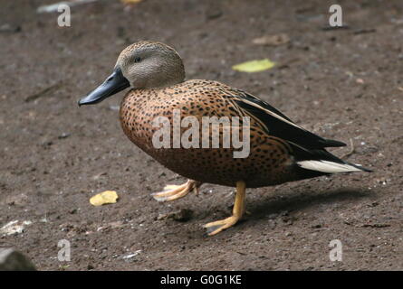 Hommes Sud Américain (canards de Canards souchets Anas platalea) sur la terre, marche à pied Banque D'Images