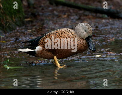 Hommes Sud Américain (canards de Canards souchets Anas platalea) sur la rive d'un petit ruisseau Banque D'Images