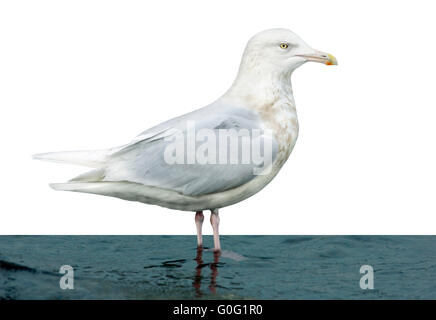 Goéland bourgmestre - Larus hyperboreus - Hiver adulte. Banque D'Images