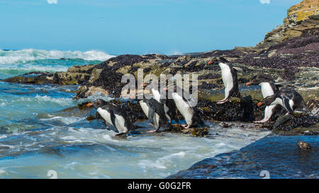 Gorfous sauteurs Falkland Island Banque D'Images