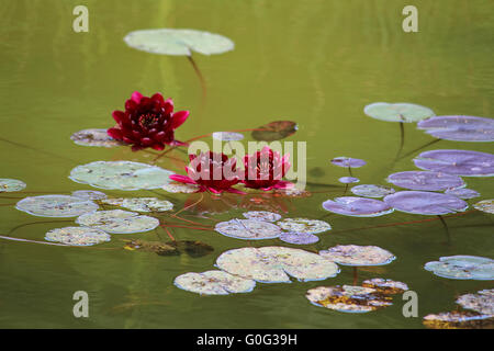 Red Water Lilies Banque D'Images