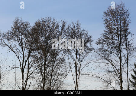 Bramblings dans les arbres à Hasel Banque D'Images