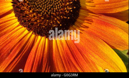 Orange tournesol Banque D'Images