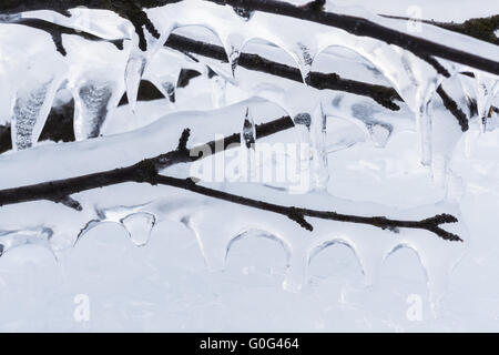 Branches couvertes de glace, Laponie, Suède Banque D'Images