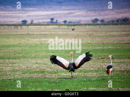 Grue couronnée grise. L'oiseau national de l'Ouganda Banque D'Images