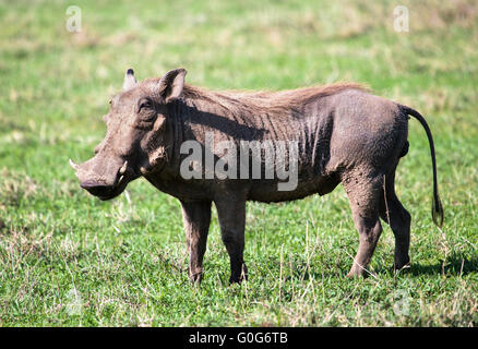 Le phacochère sur savannah dans le cratère du Ngorongoro, en Tanzanie, en Afrique. Banque D'Images