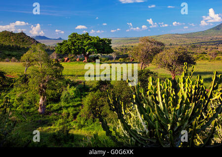 Herbage, Bush et le paysage de savane. L'Ouest de Tsavo, au Kenya, l'Afrique Banque D'Images