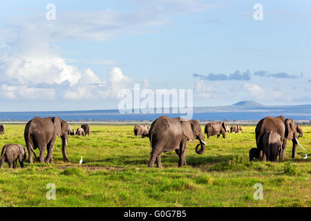 Troupeau d'éléphants sur savane africaine à marcher vers le Mont Kilimanjaro. Safari à Amboseli Banque D'Images