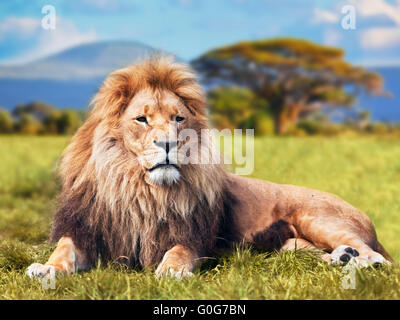 Grand lion couché sur l'herbe de la savane. Paysage avec arbres caractéristique sur la plaine et collines en arrière-plan Banque D'Images