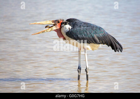 Manger une tortue marabout africain Banque D'Images