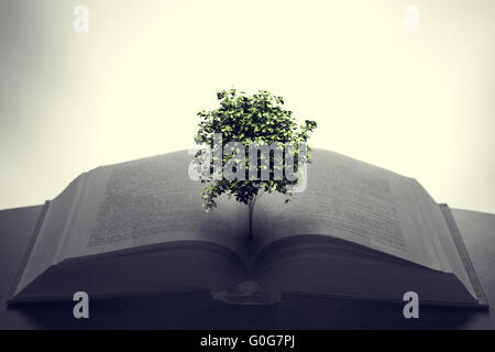 Arbre qui pousse à partir d'un livre ouvert. L'éducation, de l'imagination, la créativité Banque D'Images